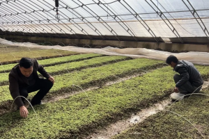 中国医药报新春走基层:让每一株药材"根正苗红"