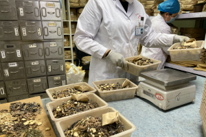 辽宁省启动"放心用中药"专项行动 全面对标2026版医院中药饮片管理规范