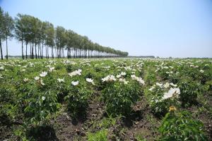 大兴安岭建成全国面积最大赤芍GAP认证基地迈向标准化品牌化