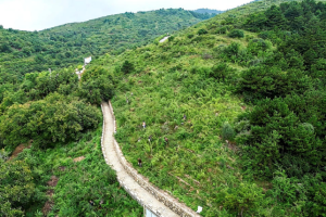 河北涉县十万亩连翘采收启动，以岭药业GAP全链闭环成范本​