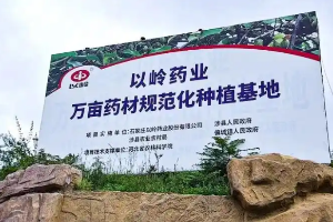 以岭健康涉县10万亩连翘基地追踪：GAP延伸检查通过，“六统一”溯源进消费品
