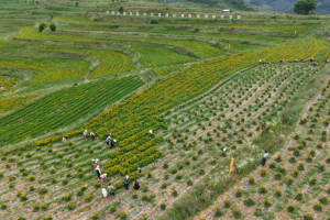 甘肃礼县固城乡千亩GAP贯叶连翘成高寒山区样本，“天然药库”标准化破题